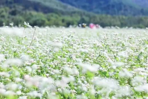 户外@【翁源荞麦花】赏荞麦白色花海+湖心坝客家围屋1天 商品图0