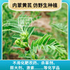 玉衡仿野生黄芪粉礼盒 黄芪打粉 内蒙古黄芪 超细粉 养生茶 送礼佳品 商品缩略图2