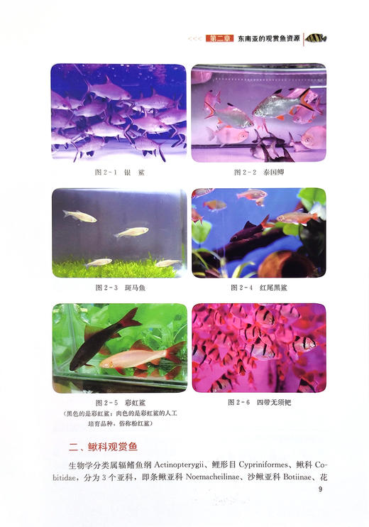 淡水观赏鱼健康养殖技术【可开发票，下单时留开票信息和电子邮箱】 商品图4