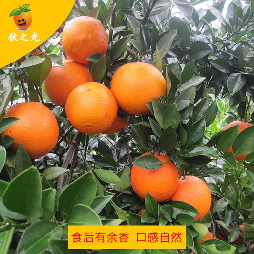 有机脐橙礼盒5kg装，果径大小70 -95 mm（商） 商品图1