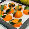 红美人橘橙🍊礼盒装 商品缩略图1