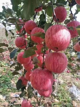 灵宝寺河山苹果 河南三门峡富硒红富士SOD脆甜冰糖心苹果中秋礼品 10斤大果20枚左右