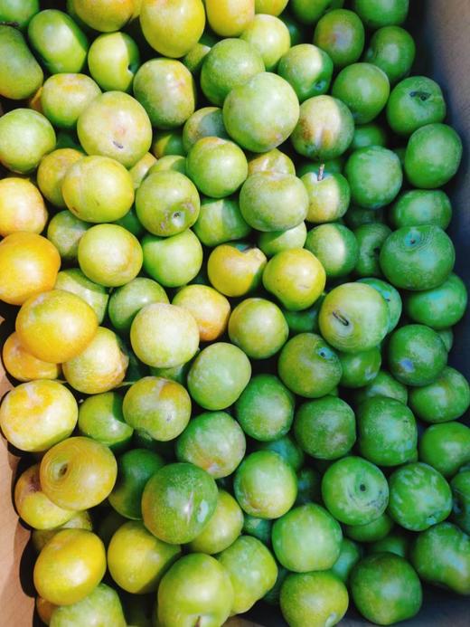 特价冰糖脆李2斤 商品图0