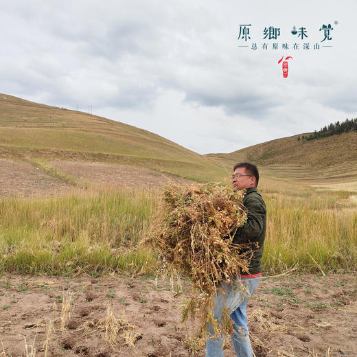生态鹰嘴豆（成都仓库-顺丰快递）| 500g/袋，来自甘肃古浪县，生产者：尹发华【合作生产，公平贸易】 商品图6