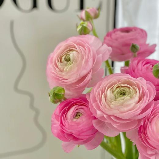 随机20支颜色洋牡丹丨单拍不发【收到一定要带外包装一起醒花】 商品图1