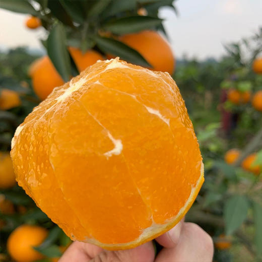 【福建·漳州 】#新品#红美人果冻橙 爱媛28号果冻橙 新鲜现摘 品质14°甜橙 商品图5