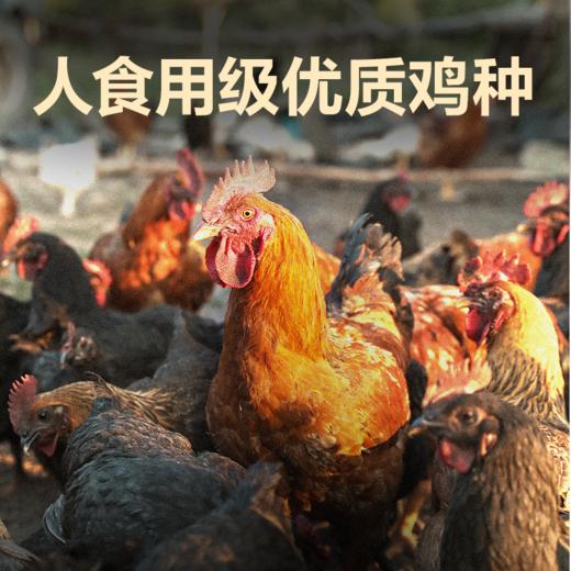 全价鲜肉烘焙猫粮 商品图2
