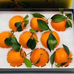 红美人橘橙🍊礼盒装