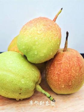 【新疆直发】库尔勒香梨一级香梨 新疆特产