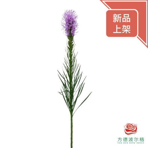 马尾草 紫色 商品图1