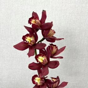 配花-大花蕙兰-红色