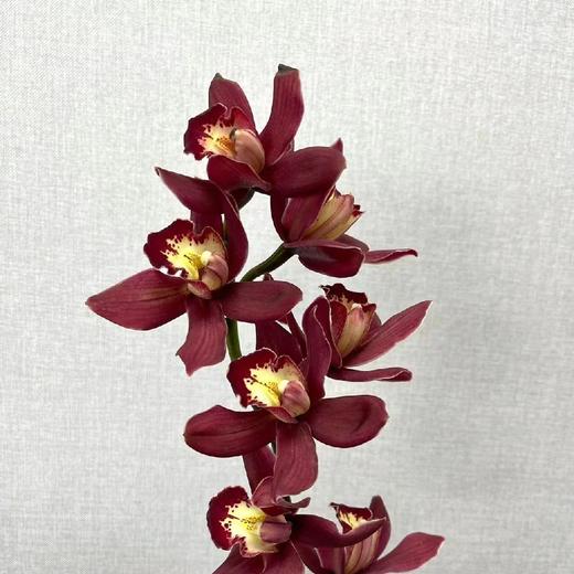 配花-大花蕙兰-红色 商品图0