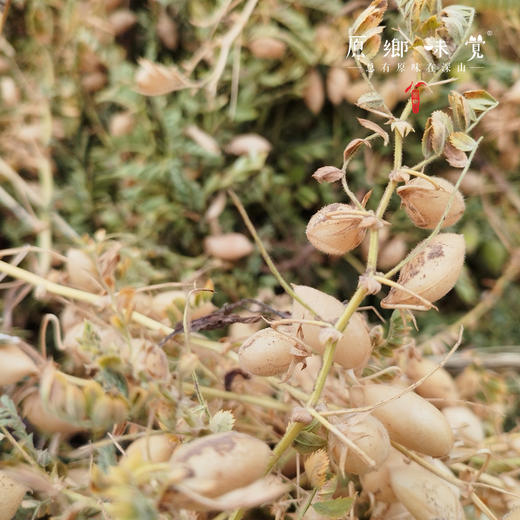 生态鹰嘴豆（成都仓库-顺丰快递）| 500g/袋，来自甘肃古浪县，生产者：尹发华【合作生产，公平贸易】 商品图7