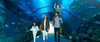 迪拜购物中心水族馆和水下动物园Dubai Mall Aquarium and Underwater Zoo 商品缩略图1