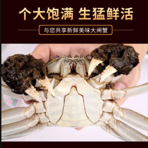 苏州大闸蟹（公）约4.0-4.3两（1只） 商品图1
