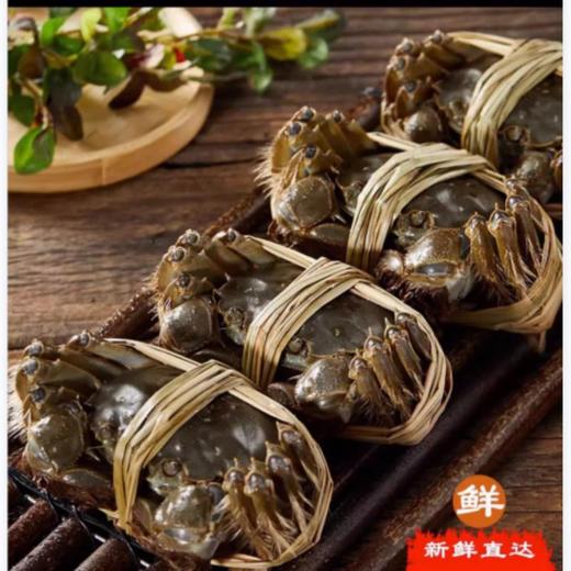 阳澄湖大闸蟹（母）约2.0两 /只 /只 商品图1