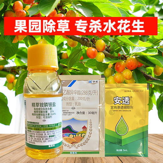 水花生专杀方案氯氟吡氧乙酸异辛酯精草铵膦铵盐果园除草剂烂根剂 商品图3