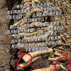 【2025新上市】【云端上的有机雪山山药】冰激凌般软糯香软 连续9年通过有机认证 生长在雅安宝兴2300米海拔的夹金山上，来之不易的高端食材 商品缩略图3