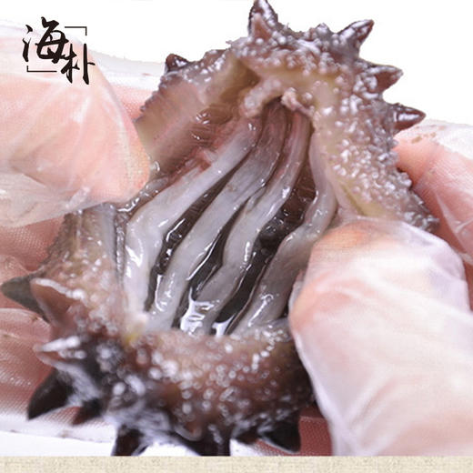 【2.5-2.17停发】海朴大连即食海参底播刺参500g/袋滋补 商品图6