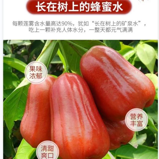 莲雾 500g /份 商品图1