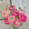 粉色洋牡丹丨8支+2支防损【收到一定要带外包装一起醒花】【单拍不发】 商品缩略图0
