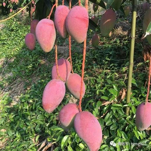 椰妃 芒果冻干  水果干鲜芒果低温脱水  放心休闲零食大包装88克 商品图5