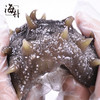 【2.5-2.17停发】海朴大连即食海参底播刺参500g/袋滋补 商品缩略图4