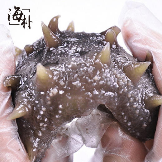 【2.5-2.17停发】海朴大连即食海参底播刺参500g/袋滋补 商品图4