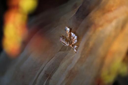 它将化解一切顽强与坚固｜红粉斗鱼 商品图1