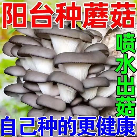 新鲜现采平菇6斤装/箱【FY】 商品图7