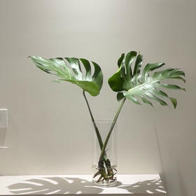 龟背叶带根（1枝）