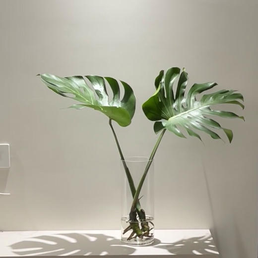 龟背叶带根（1枝） 商品图0