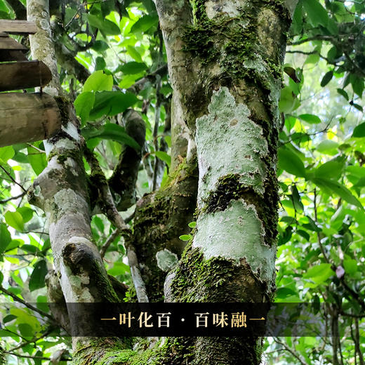 【主公令】2016年云南四大茶区茗山拼配 古寨春独创秘方 耗时三年不断优化 普洱茶生茶357g/饼 商品图6