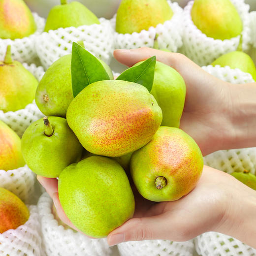新疆库尔勒香梨，味甜汁多，小小的个头，大大的美味 商品图2
