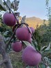 灵宝寺河山野苹果，亚洲第一高山果园，寺河山原产地苹果，甜度16.7，色泽艳，口感脆、味道美、蜡质厚、硬度大、耐贮运、含糖量高等突出特点而饮誉海内外，数量不多，有需要提前告知！ 商品缩略图1