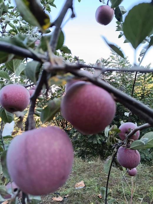 灵宝寺河山野苹果，亚洲第一高山果园，寺河山原产地苹果，甜度16.7，色泽艳，口感脆、味道美、蜡质厚、硬度大、耐贮运、含糖量高等突出特点而饮誉海内外，数量不多，有需要提前告知！ 商品图2