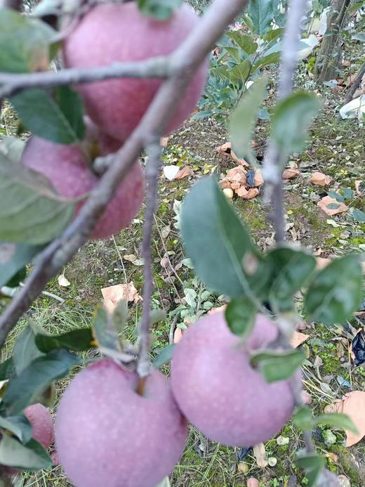 灵宝寺河山野苹果，亚洲第一高山果园，寺河山原产地苹果，甜度16.7，色泽艳，口感脆、味道美、蜡质厚、硬度大、耐贮运、含糖量高等突出特点而饮誉海内外，数量不多，有需要提前告知！ 商品图3