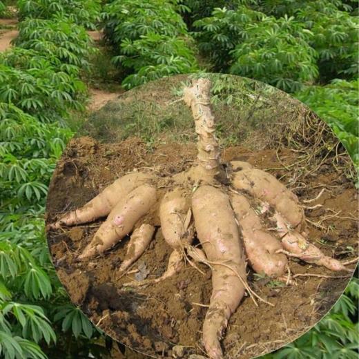 【广西外运】广西农垦木薯淀粉 芋圆粉圆原料 200g*3包 商品图2