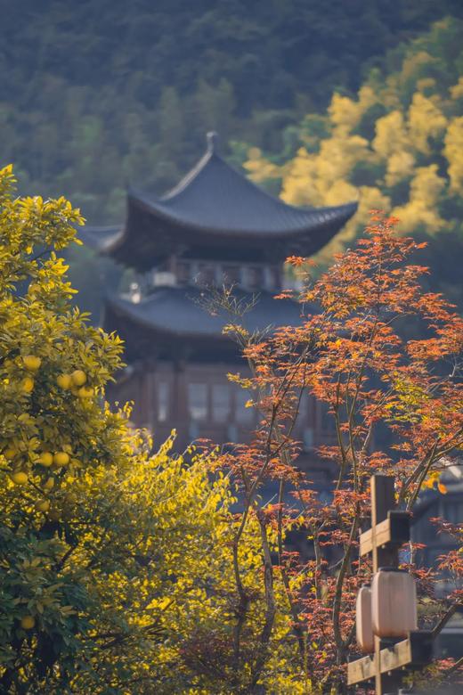 【11月25日|银杏葛仙山徒步游】银杏金黄正当时，秋收季满载而归 商品图2