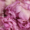 「玫瑰紫草盈润护唇膏 」滋润保湿 天然精油 玫瑰清香 商品缩略图5