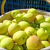 新疆库尔勒香梨，味甜汁多，小小的个头，大大的美味 商品缩略图4