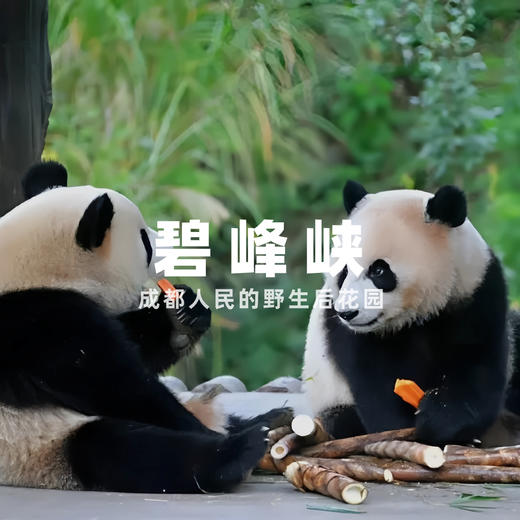 【拼包车出行 | 自由安排  】碧峰峡直通车|亲近大熊猫，呼吸纯自然氧吧 商品图0
