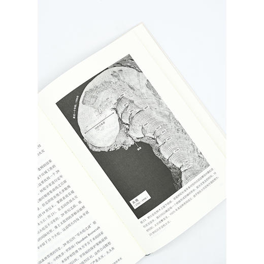 年轮里的世界史 (自然文库) 商品图6