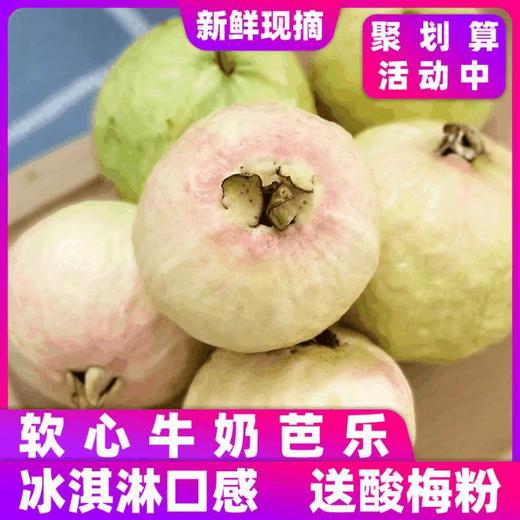 送酸梅粉【冰激凌口感！软心牛奶芭乐】轻咬一口，奶油细腻，送礼自用皆相宜，口感醇厚。源自广东软糯白心芭乐5斤新鲜水果番石榴胭脂红软心奶油巴乐整箱包邮-觅食坊 商品图0