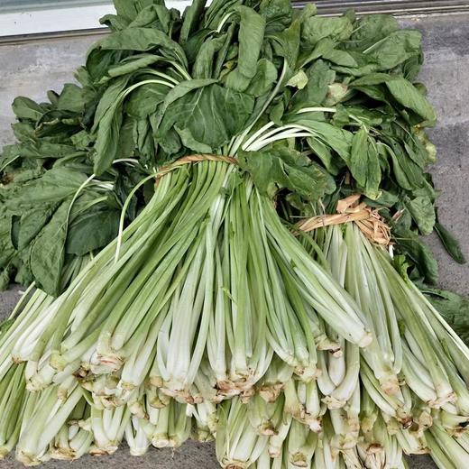 新鲜长杆菜5斤 商品图0