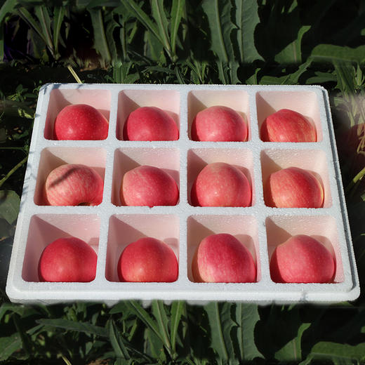 山东烟台红富士苹果 脆甜新鲜水果礼盒新鲜水果整箱 甄选礼盒5斤装80-85mm净重4.5斤 商品图3