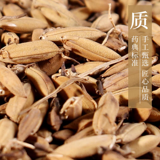 炒稻芽 康美中药饮片 独立小包装 商品图3