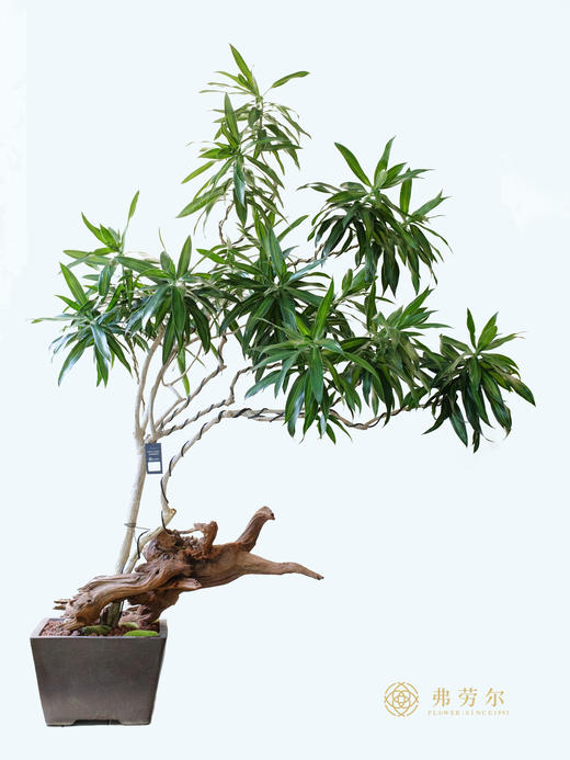 百合竹 商品图0