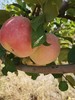 红苹果 || 里面也有微绿的、大小混装、直径85—直径65、宋洁生态农场 商品缩略图0
