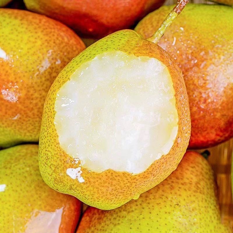 新疆库尔勒香梨，味甜汁多，小小的个头，大大的美味